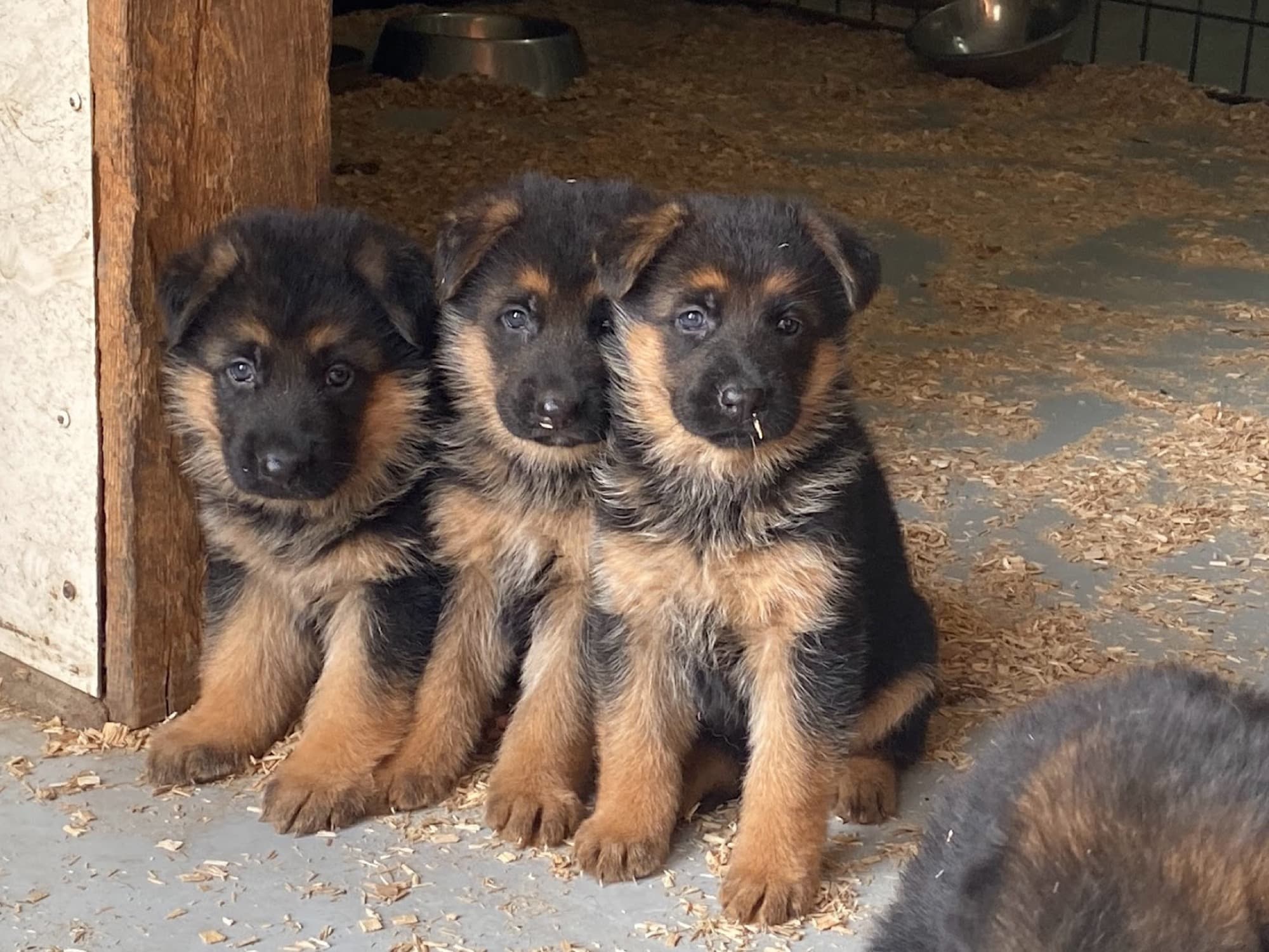 Chiot Berger Allemand