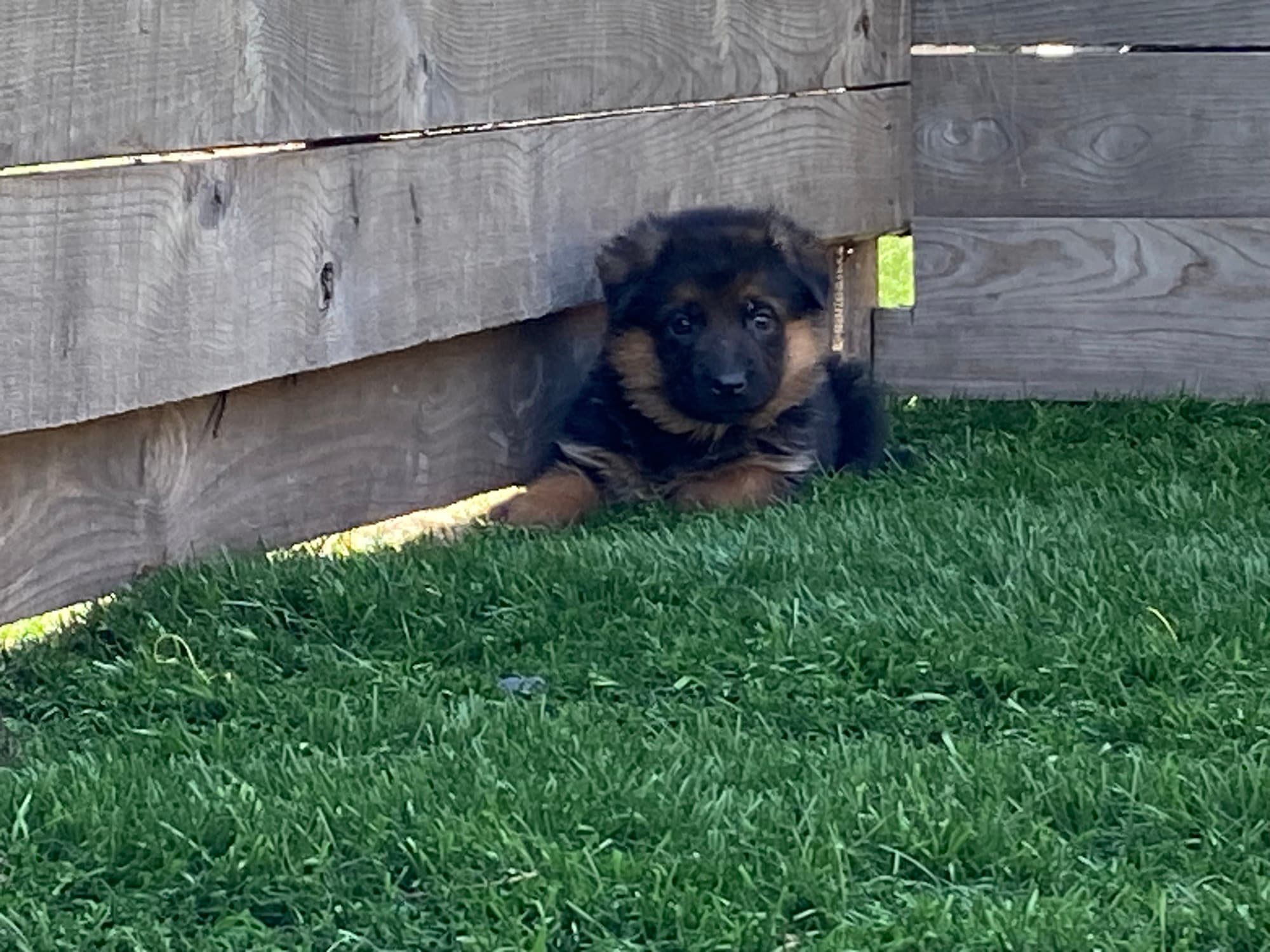 Chiot Berger Allemand