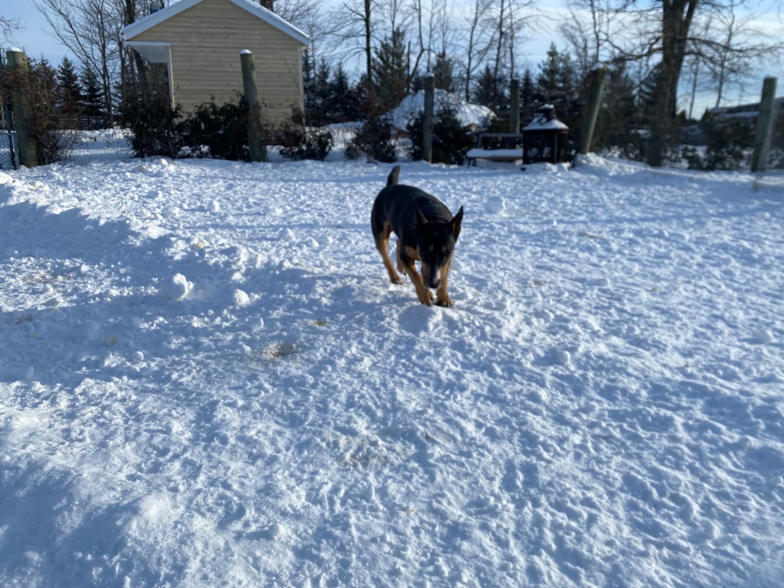 Berger Allemand dans la cour l'hiver