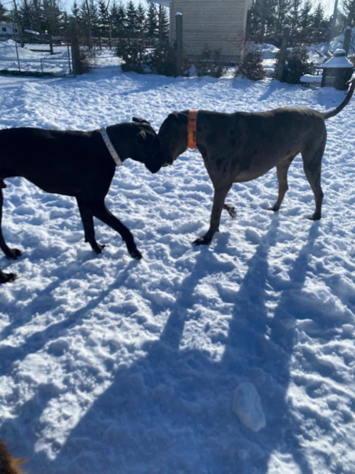 Boxers qui jouent