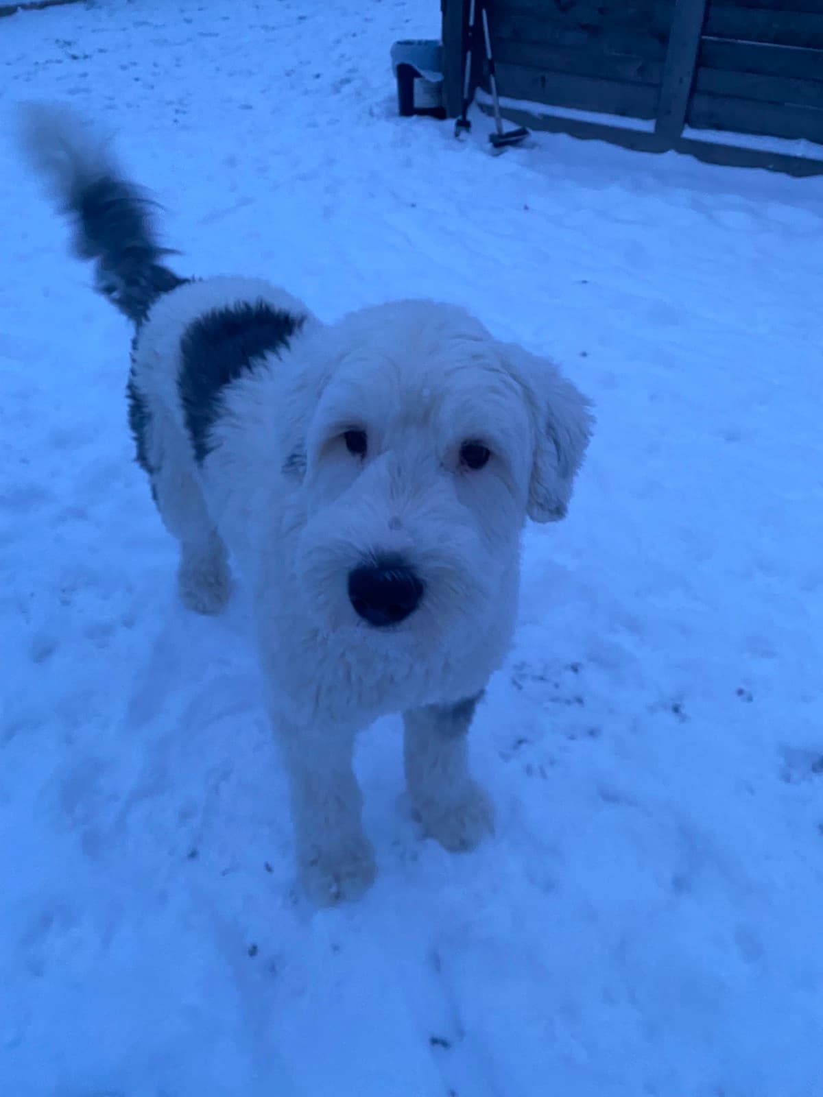 Chiot caniche dans la neige