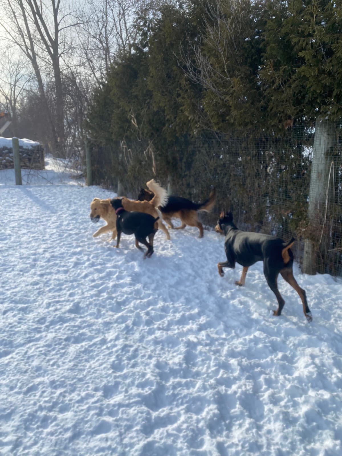 Dobermanns et golden dans la neige