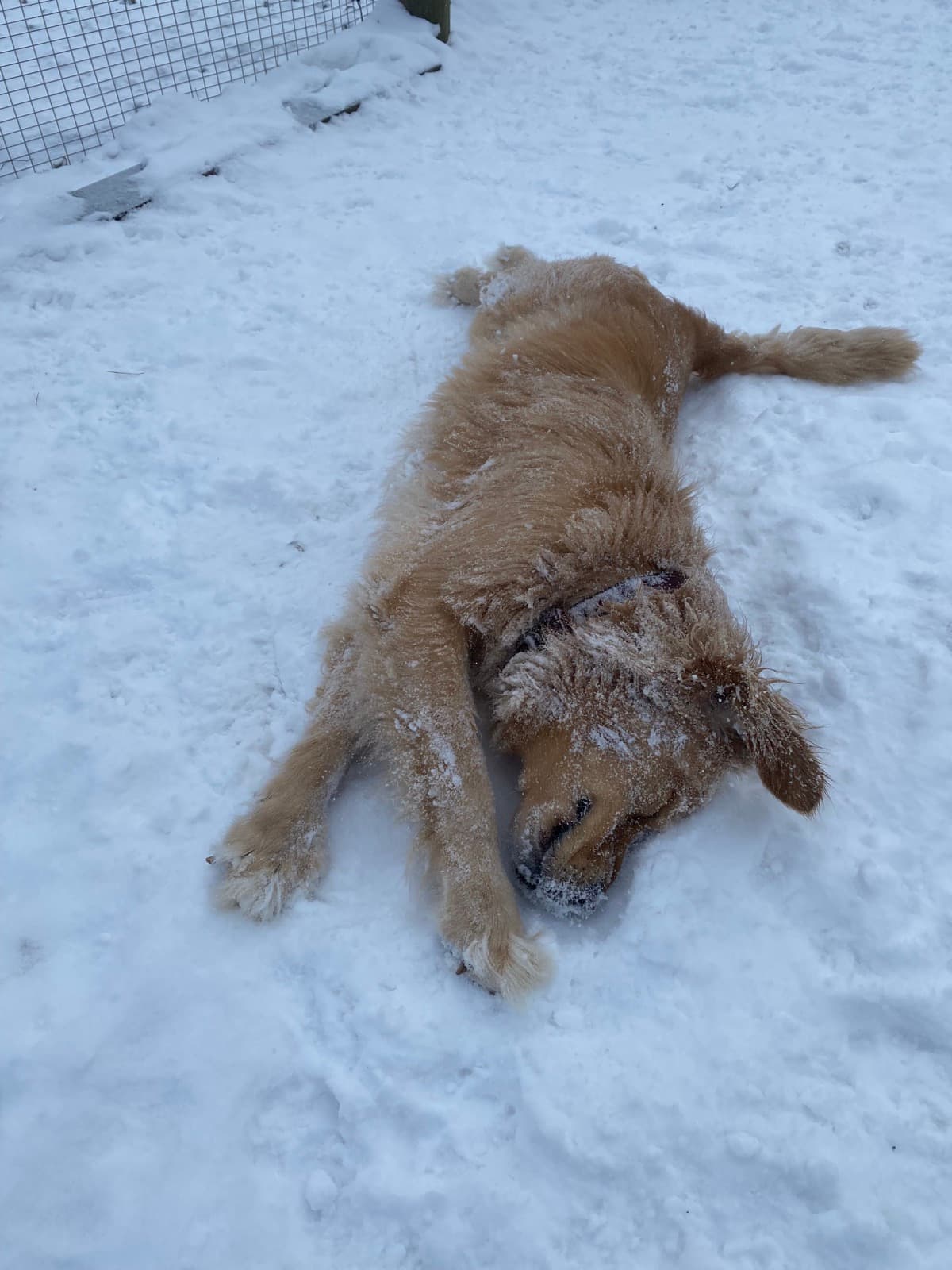 Golden dans la neige