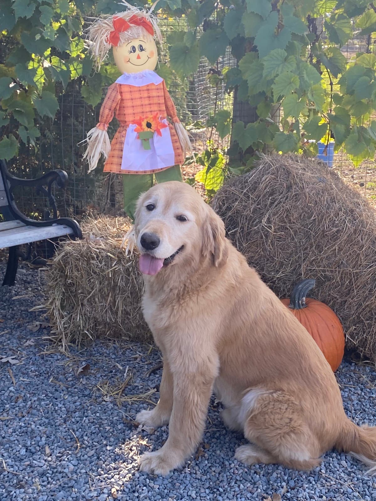 Golden avec décor d'Halloween