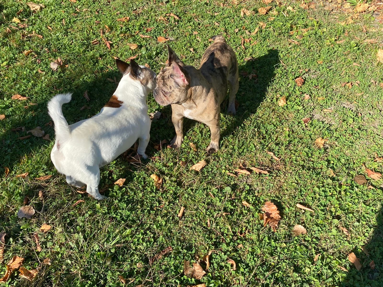 Petits chiens pensionnaires