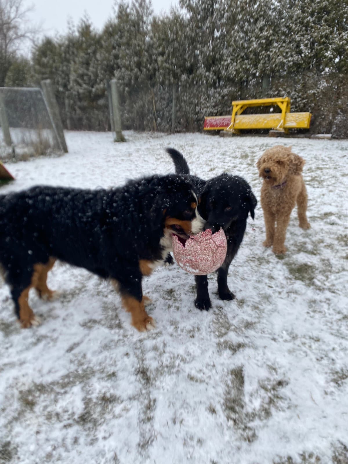 Rottweiler avec balle dans la neige