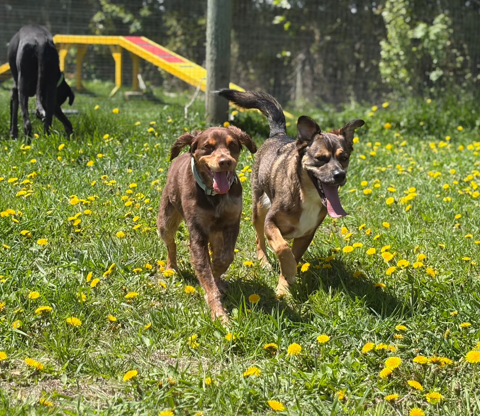 Chiens en pension qui courent dans l'aire de jeu gazonnée au Domaine Delahaye